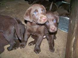 Ready to go home today! Labrador Retriever Puppies In Texas