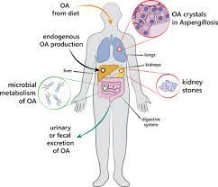 Oxalic Acid A Molecule At The Crossroads Of Bacterial Fungal Interactions Sciencedirect