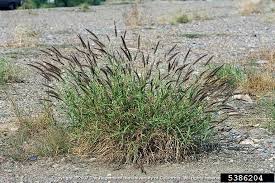 Image result for Cenchrus ciliaris