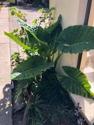 Image result for Stylochaeton puberulus