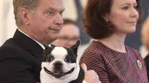 All dog breeds list which originated in finland. Finland S Scene Stealing First Dog Is Missed During Dull Election The New York Times