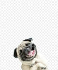 Dog pug puppies wallpaper resolution: Pug Iphone 6 Plus Puppy Wallpaper Png 550x975px Pug Carnivoran Computer Cuteness Dog Download Free