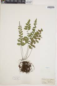 Image result for Asplenium dregeanum