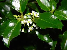 Ilex X Meser. Heckenstar Holly - Blue, Castle Wall Pollinator, #3 -  Behmerwald Nursery