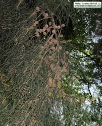 Image result for Casuarina verticillata