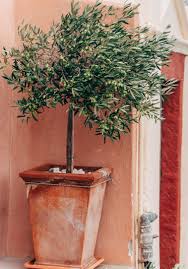 Olivenbaum Umtopfen Die Richtige Erde Zum Umpflanzen Olivenbaum Umpflanzen Pflanzen Umtopfen