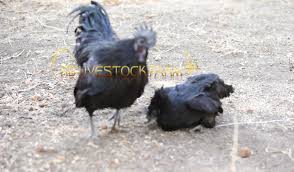 Maybe you would like to learn more about one of these? Use Play Sand For Chicken Dust Bath Kb Livestock Farm Facebook