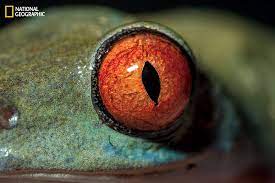 These Extraordinary Close Up Photos Of Animal Eyes Look Out Of This World Animal Close Up Eyes Close Up Eye Close Up