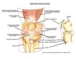 Osgood Schlatters Disease Riverdale Sports Physical Therapy