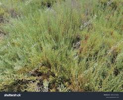 Image result for Sarcocornia perennis