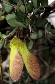 Image result for Securidaca longepedunculata