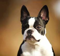 Check spelling or type a new query. Boston Terrier Mix French Bulldog Petsidi