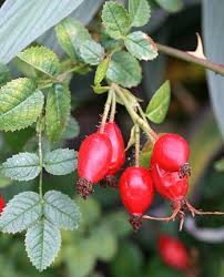 Image result for Cissus rubiginosa