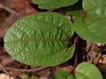 Image result for Aristolochia heppii