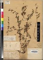 Image result for Hermannia quartiniana
