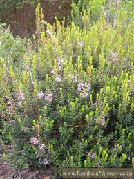 Image result for Agathisanthemum