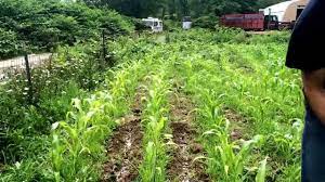 The corn plant's nutritional needs can typically be met by applying a commercial fertilizer. How To Fertilize Sweet Corn June 26 2015 Side Dressing With Urea Youtube