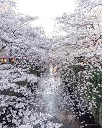 Sakura Season In Tokyo I Am A Food Blog Japanese Festival Sakura Tokyo