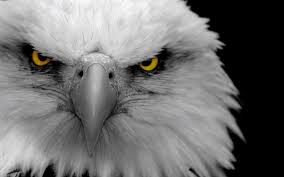 Keep browsing for many more lovely wallpapers for your device. Eagle Up Close Wallpaper 2560x1600 12851