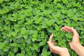 Це свято у народі досі називають зелені свята. O8ed0ns1dxrzpm