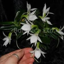Image result for Aerangis ugandensis