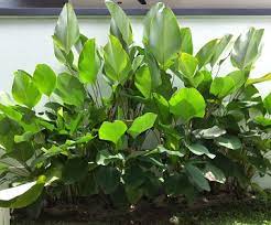 Lihat juga resep putu bambu pakai daun pisang enak lainnya. Calathea Lutea Bukan Pisang Lho Urban Garden