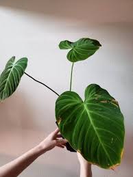 Philodendron Verrucosum Luxurians Rare In 2020 Plant Leaves Plants Philodendron