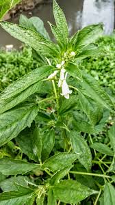 Image result for Sesamum parviflorum