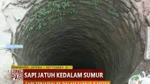 Akibat Mengamuk, Sapi Qurban Jatuh ke Dalam Sumur 8 Meter - BIP 02/09 -  YouTube
