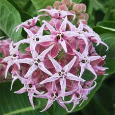 Image result for Kotschya speciosa