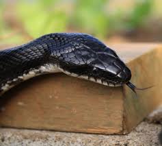 Here is no group of animals more maligned than snakes. Creature Feature Sssigns Of Ssspring National Geographic Education Blog