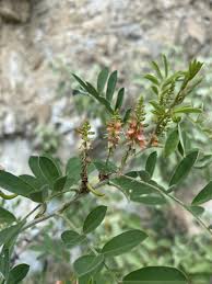 Image result for Indigofera secundiflora