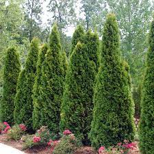 Boxwood is, probably, the most. Screening Plants For Arkansas Landscapes The Good Earth Garden Center