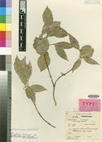 Image result for Strychnos henningsii