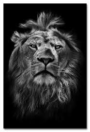 Löwen bilder löwe hintergrundbild niedliche hintergrundbilder könig der löwen film löwen poster könig der löwen simba löwen zeichnung löwe fotografie filme. Wildes Afrika Lowen Portrait Kollektion Wiedemann