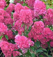 Hortensia Framboisine Rensam Plante En Ligne Arbuste En Pot Fleurs En Ligne Hortensia
