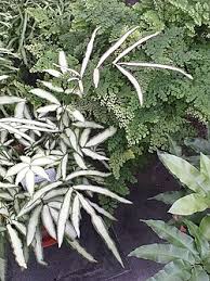 Image result for Pteris cretica
