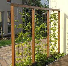 Drahtrahmen Mit Hopfen Gartengestaltung Ideen Garten Gartengestaltung
