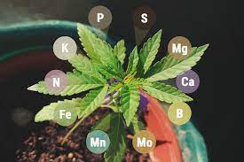 Carbon (c), hydrogen (h), and oxygen (o) are these three elements. Macronutrients And Micronutrients In Cannabis Rqs Blog
