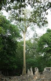 Image result for Sterculia appendiculata