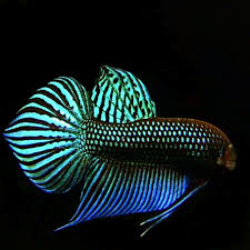 The difference is in the color and shape of the body. A Cool Shot Of My Wild Betta Aquariums