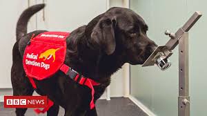 The perfect gift for pet lovers. Covid Sniffer Dogs Could Bolster Screening At Airports Bbc News