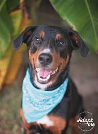 The greater swiss mountain dog, or swissy as it is sometimes called, is a large, strong and confident breed with heavy bones and well developed muscles. Dog For Adoption Remington A Greater Swiss Mountain Dog Doberman Pinscher Mix In Kingwood Tx Petfinder