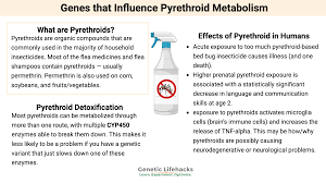 Image result for Pyrethroid