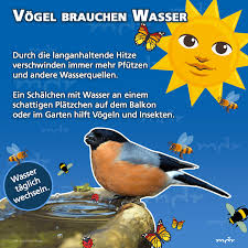 Unter Der Extremen Hitze Und Trockenheit Leiden Zunehmend Auch Vogel Und Insekten Daher Ruft Der Nabu Auf Die Ti Vogel Im Garten Garten Wasser Im Garten
