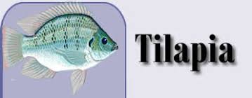 The Mozambique Tilapia (Oreochromis Mossambicus) - Urban Fish Farmer