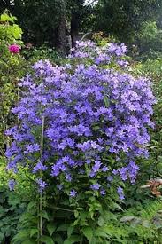 Uniform habit and flower color. 85 Campanula Ideas Campanula Plants Flowers