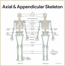 The skeletal system in vertebrates is divided into table 1 includes the structures. Skeletal System Anatomy And Physiology Nurseslabs