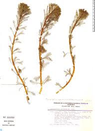 Image result for Laurembergia tetrandra