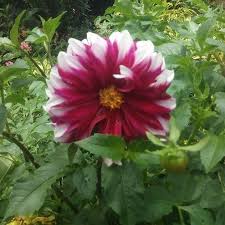 Or have you heard of the plant's. Philippine Dahlia Society Home Facebook